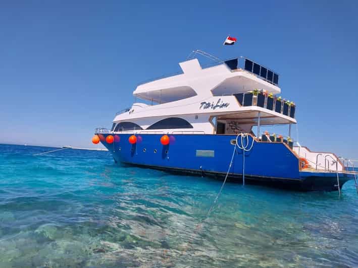 Hurghada Swim With Dolphins 🐬 (VIP) Maximum 10 to 15 Pax. GetYourGuide