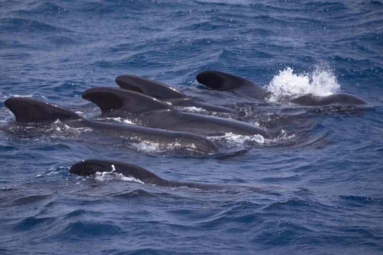 Barbate: Delfin- und Walbeobachtung am Kap Trafalgar