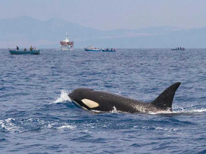 Barbate: osservazione di delfini e balene a Cape Trafalgar
