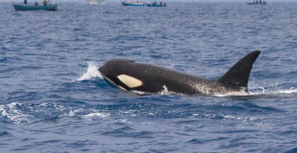 Barbate: Cape Trafalgar Dolphin & Whale Watching Cruise