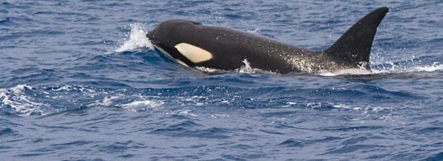 Barbate : Observation de dauphins et de baleines au cap Trafalgar