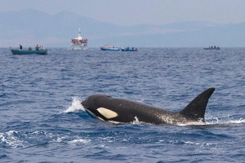 Barbate: Dolfijnen en walvissen spotten in Kaap Trafalgar