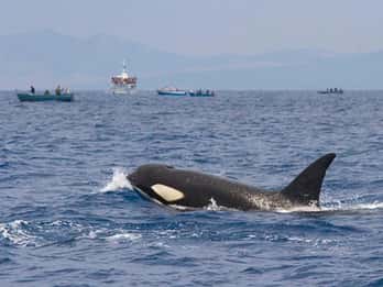 Barbate: Delfin- und Walbeobachtung am Kap Trafalgar