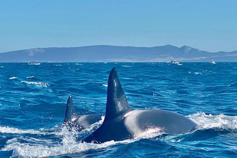 Barbate: Dolfijnen en walvissen spotten in Kaap Trafalgar