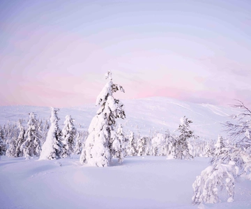 Levi: Explore the Wilderness