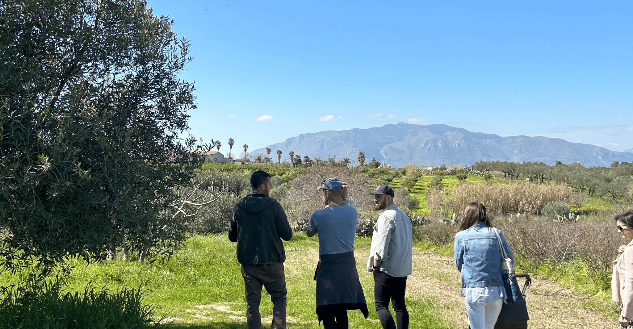 Balestrate, Olive Grove Tour met wijn en olijfolie Proeverij - Hizvo