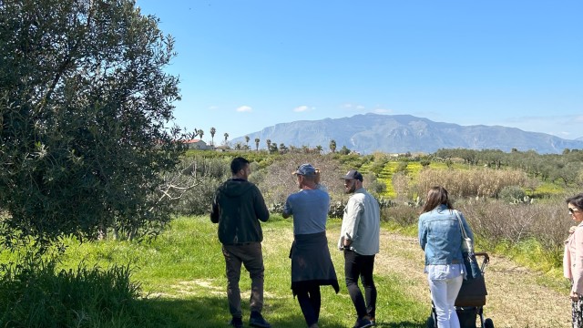 Visit Balestrate Olive Grove Tour with Wines & Olive Oil Tasting in Monreale, Sicily