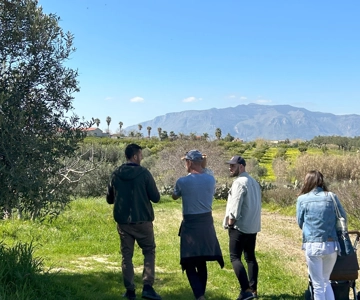 Balestrate: Olive Grove Tour with Wines & Olive Oil Tasting