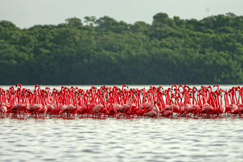 From Cancun: Las Coloradas and Río Lagartos Day Tour