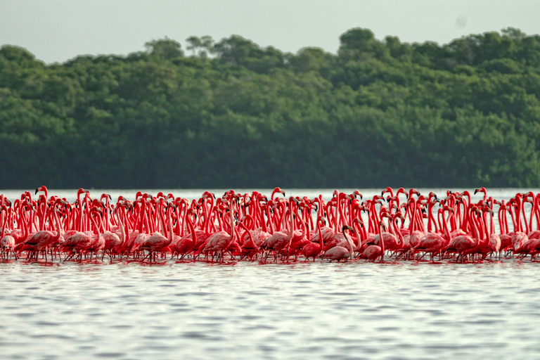 COLORADAS EN RÍO LAGARTOS TOUR