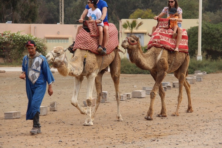 Promenade en chameau aux flamants roses à Agadir avec option thé et dînerChameau avec dîner au barbecue