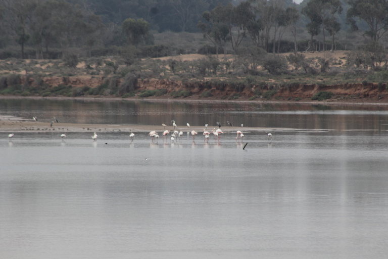 Depuis Agadir ou Taghazout : Promenade à dos de chameau sur le Souss avec transfertAu départ d'Agadir ou de Taghazout : Promenade à dos de chameau et visite de la rivière Flamingo