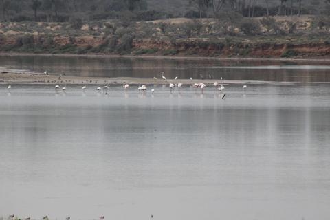 Depuis Agadir ou Taghazout : Promenade à dos de chameau sur le Souss avec transfertAu départ d'Agadir ou de Taghazout : Promenade à dos de chameau et visite de la rivière Flamingo