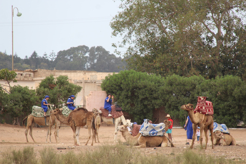 Depuis Agadir ou Taghazout : Promenade à dos de chameau sur le Souss avec transfertAu départ d'Agadir ou de Taghazout : Promenade à dos de chameau et visite de la rivière Flamingo