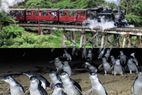 From Melbourne: Puffing Billy & Penguin Parade Combo Tour