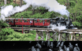 From Melbourne: Puffing Billy & Penguin Parade Combo Tour