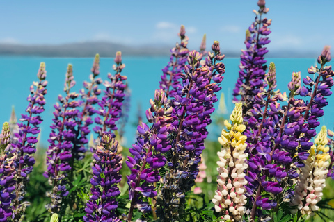 Tour von Queenstown zum Mt Cook (1 Weg)