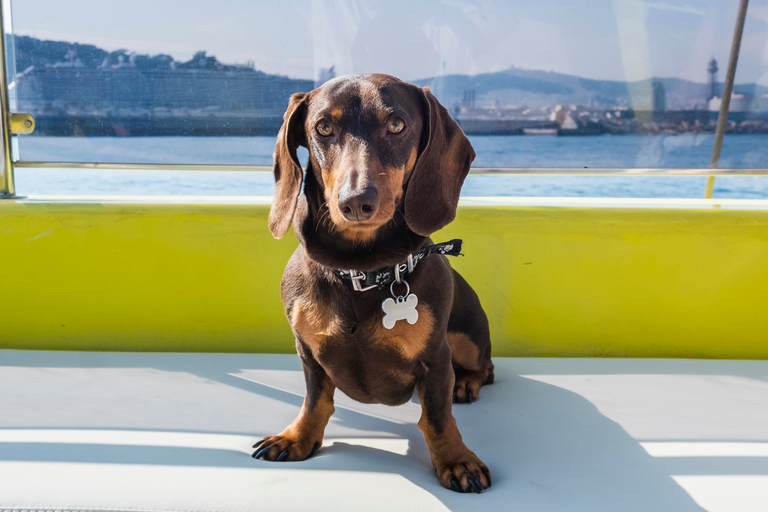 Barcelona: Crucero costero a bordo de un elegante barco de madera