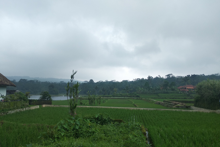 Bandung : Volcan, source thermale, usine de thé et café Luwak