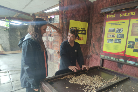 Jacarta: Excursão ao vulcão, fontes termais, chá, campos de arroz e caféDe Jacarta: Vulcão, fontes termais, fábrica de chá e passeio de Luwak