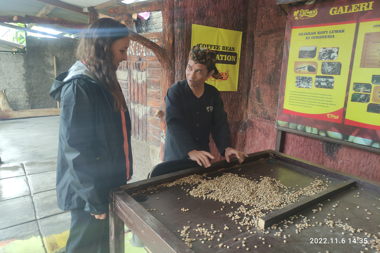 Jacarta: Excursão ao vulcão, fontes termais, chá, campos de arroz e caféDe Jacarta: Vulcão, fontes termais, fábrica de chá e passeio de Luwak