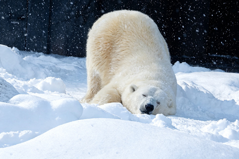 Sapporo: Asahiyama Zoo, Blue Pond & Chiyoda Farm Day Tour Private Sightseeing Tours