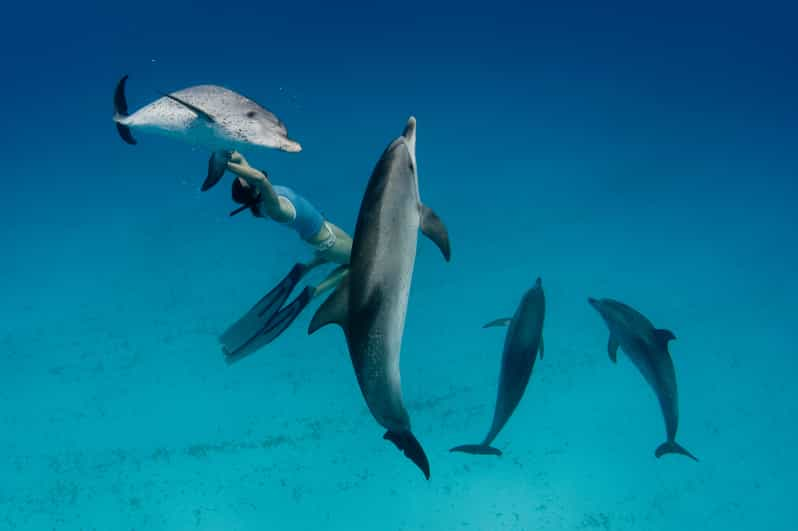 Hurghada Boottocht Dolfijnen Spotten Met Snorkelen Lunch GetYourGuide