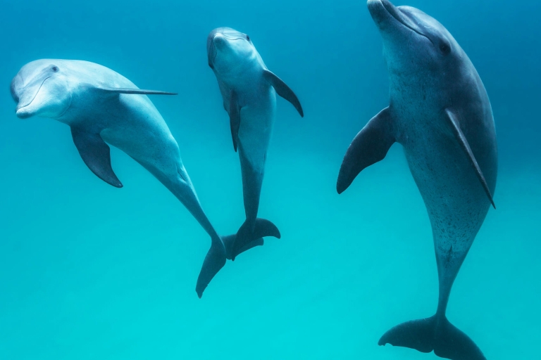 Van Safaga; Dolfijnen kijken Zeereis met lunch en drankjes