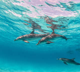 Observación de delfines en Safaga