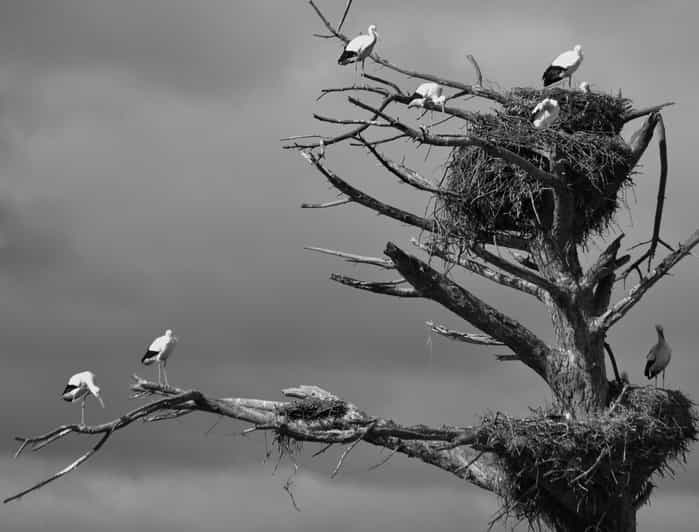 ÉvoraWorld Heritage, Cork Factory & Estremoz Full Day Tour GetYourGuide