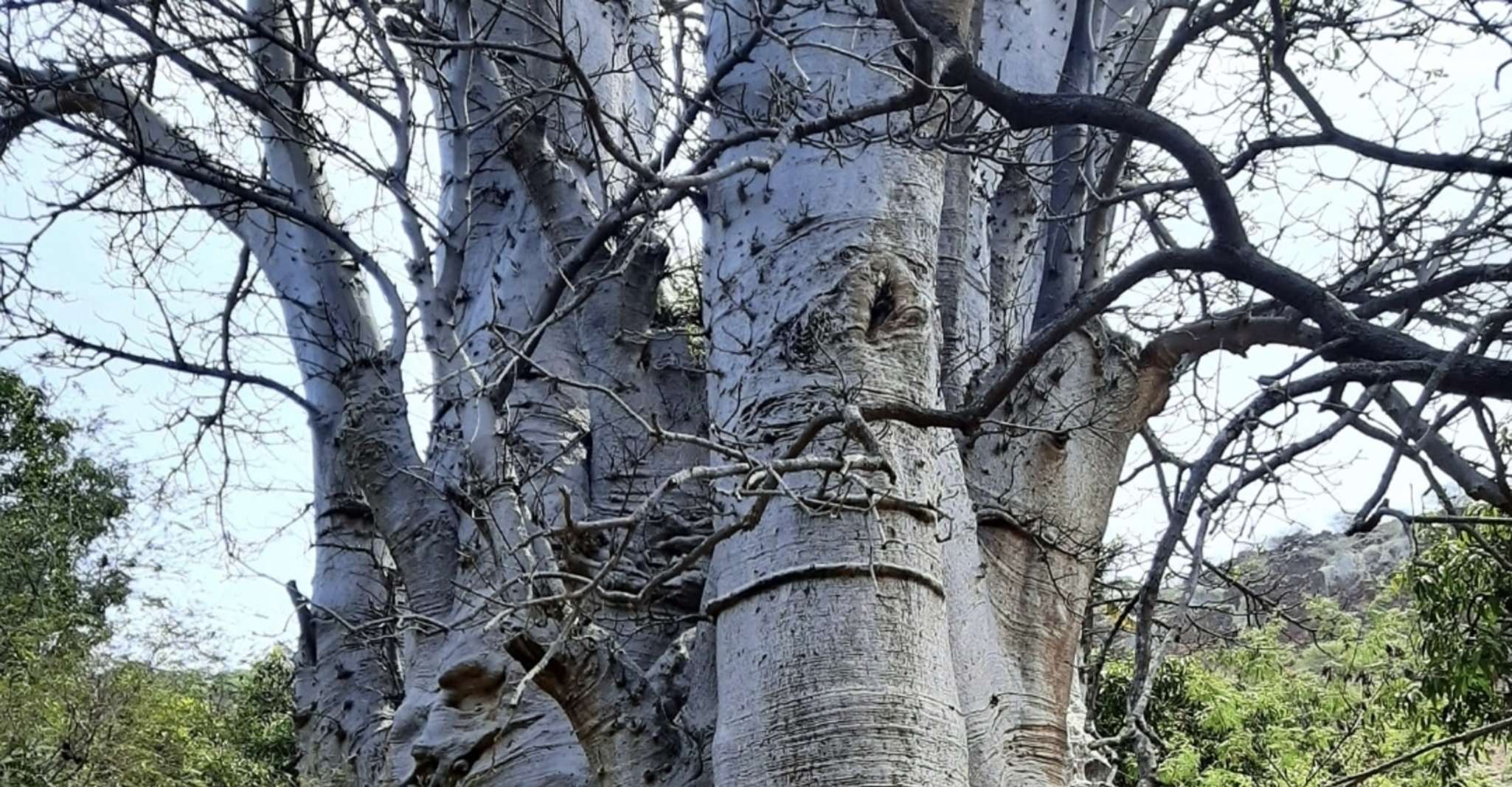 Praia: Baobab Mysterious Tree, Green Valley & Old City Hike