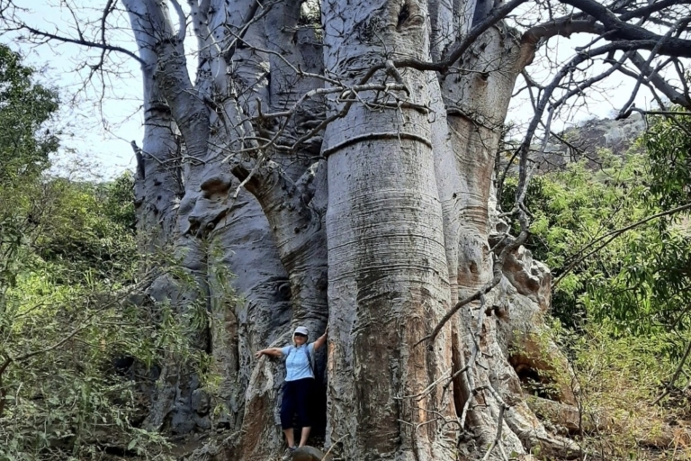 Wandeling naar de oudste baobabboom / endemische vogelKleine groep