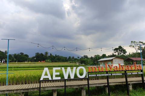 Van Jakarta: Bogor Botanische Tuin en Rijstvelden TourBogor Botanische Tuin en Rijstvelden Tour