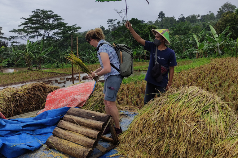 Au départ de Jakarta : Visite du jardin botanique de Bogor et des rizièresVisite du jardin botanique de Bogor et des rizières