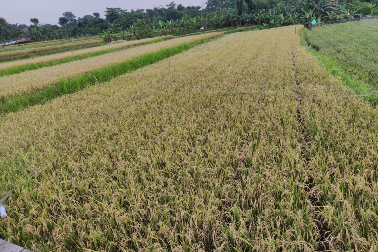 Au départ de Jakarta : Visite du jardin botanique de Bogor et des rizièresVisite du jardin botanique de Bogor et des rizières