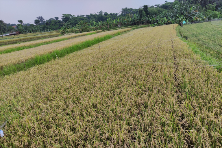 Au départ de Jakarta : Visite du jardin botanique de Bogor et des rizièresVisite du jardin botanique de Bogor et des rizières