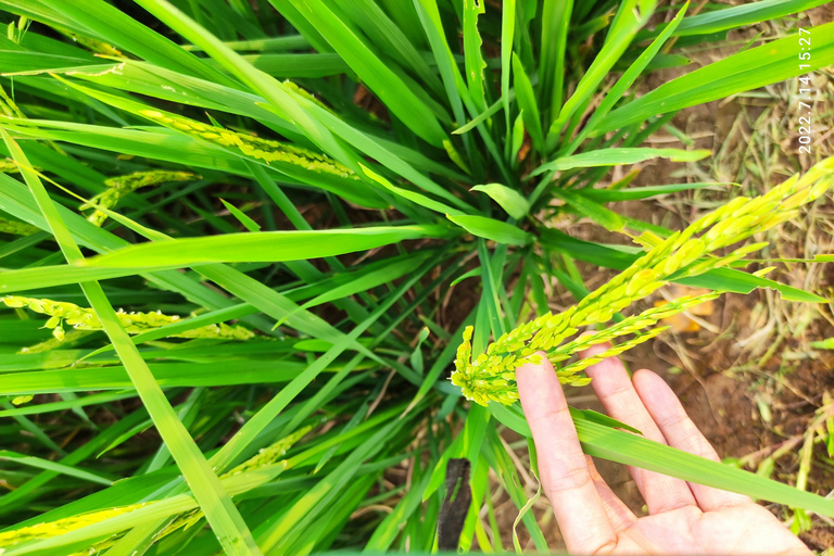 From Jakarta : Bogor Botanical Garden and Rice Fields Tour Bogor Botanical Garden and Rice Fields Tour