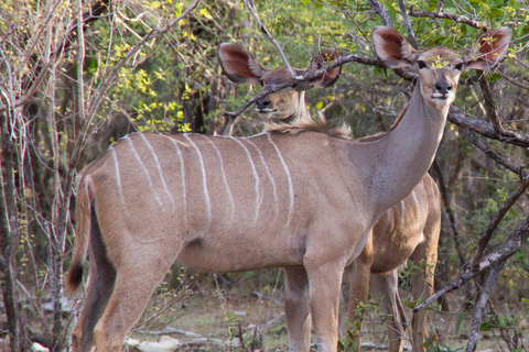 Z Zanzibaru: jednodniowe safari Selous VIP z lotamiJednodniowe safari Selous