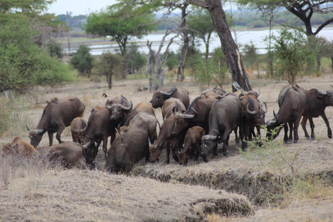 Z Zanzibaru: jednodniowe safari Selous VIP z lotamiJednodniowe safari Selous