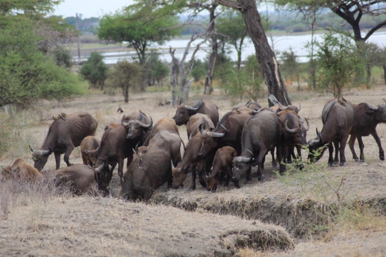 Desde Zanzíbar: 2D2 Recorridos de Caza Completos en Nyerere N.P. VIPDesde Zanzíbar: 2 días, 2 safaris completos en el PN Nyerere.