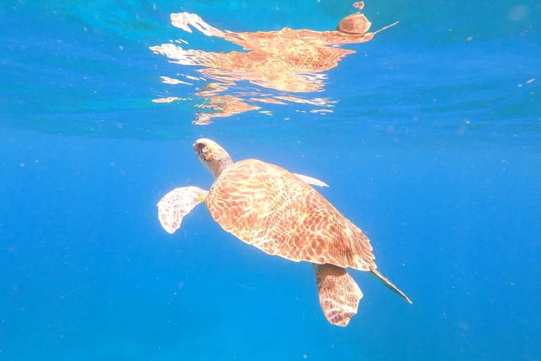 Abades: Private Snorkeling Tour in a Marine Protected Area