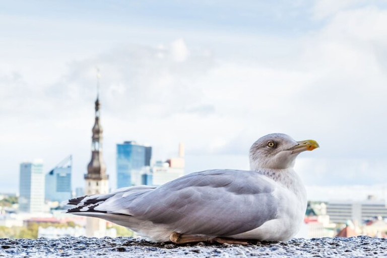 Tallinn : Visite privée personnalisée avec un guide localVisite à pied de 6 heures