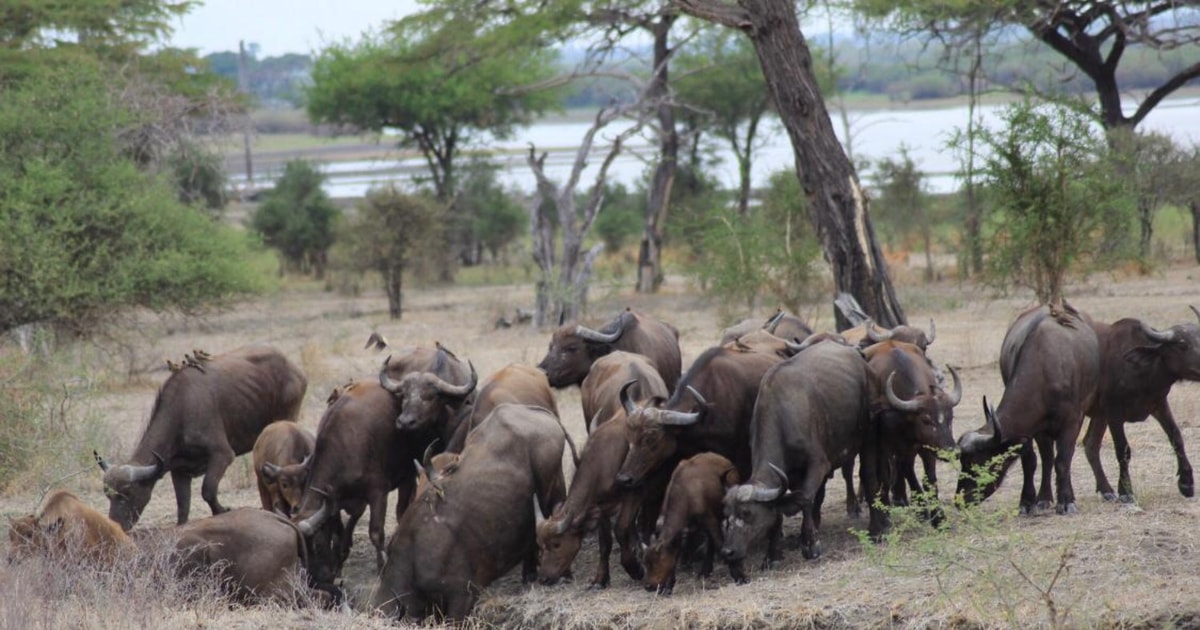 From Zanzibar 3D2N 2 Full Gamedrives & Hot Springs Visit GetYourGuide