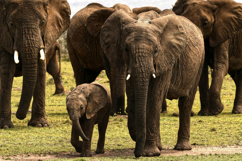 4 dagars privat safari till Olpejeta &amp; Samburu nationalpark