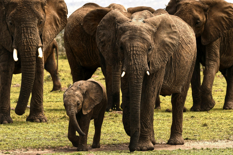 4 dagars privat safari till Olpejeta &amp; Samburu nationalpark