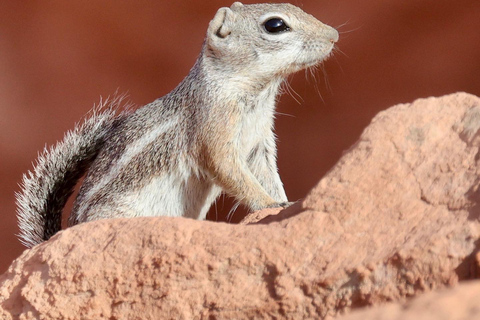 Las Vegas: Valley of Fire Sunset Tour mit Hoteltransfers