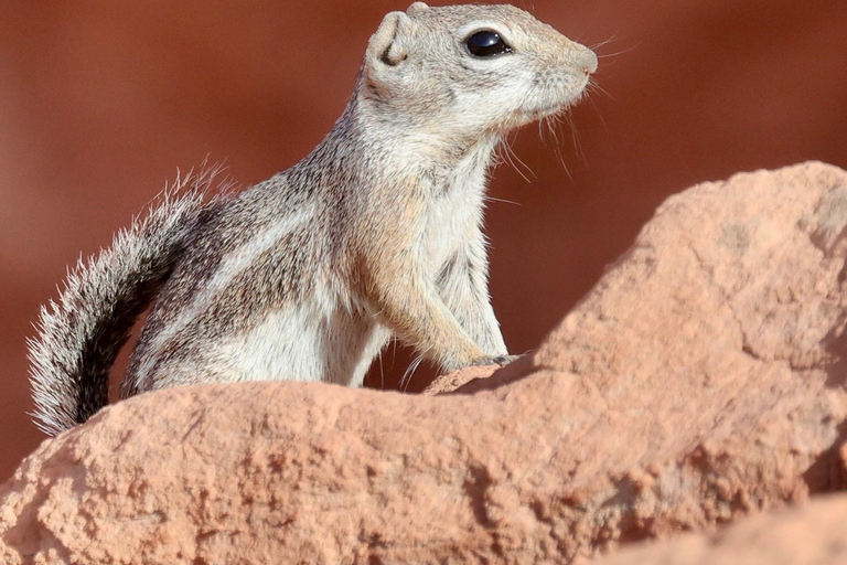 Las Vegas: Valley of Fire Sunset Tour med hotelltransferLas Vegas: Valley of Fire Sunset Tour med transfer till hotellet