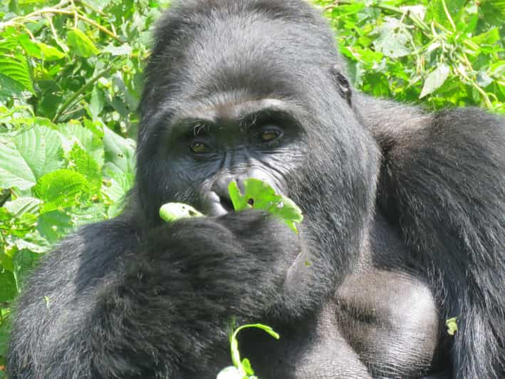 Pistage Des Gorilles Dans Le Parc National De Bwindi Impénétrable ...