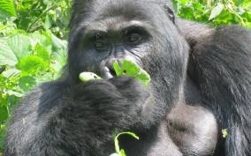 Gorilla Tracking in Bwindi Impenetrable national Park
