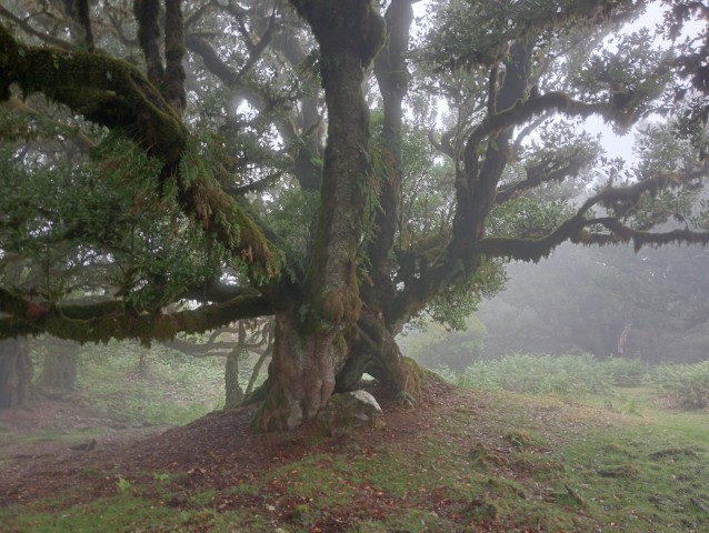 Visit Fanal-Enchanted Forest in Madeira